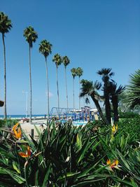 Palm trees on beach against clear blue sky