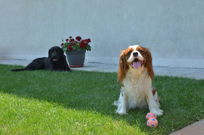 Dog sitting on grassy field