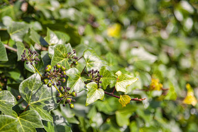 Close-up of flowering plant