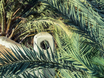 Close-up of stone railing surrounded by palm leaves