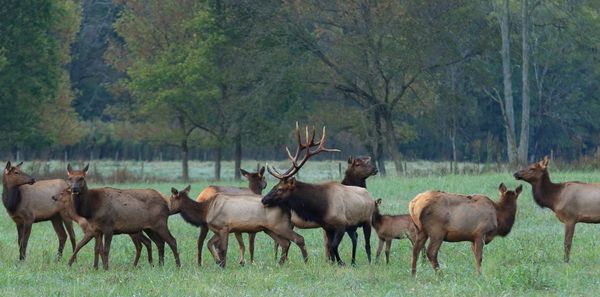 Horses in forest