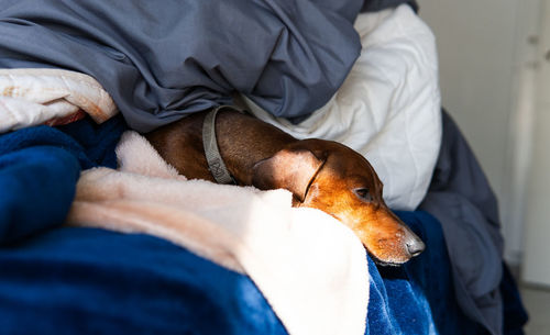 Close-up of dog sleeping on bed at home