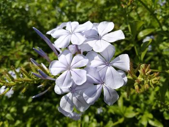 Close-up of white flowering plant