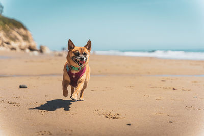 Dog running at sandy beach