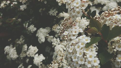 Close-up of fresh flowers blooming in nature