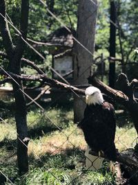 Bird perching on a tree