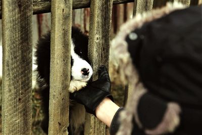 Close-up of person caressing a puppy 