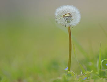 Close-up of dandelion flower on field