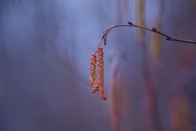 A beautiful birch tree flowers in early spring.