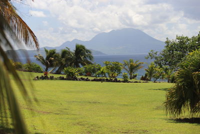 Scenic view of palm trees on field against sky