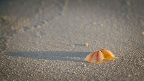 Close-up of shell on sand