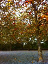 Footpath in autumn