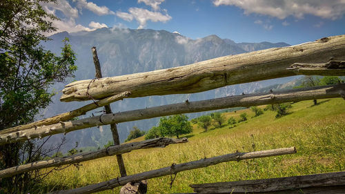 Scenic view of tree by mountains against sky