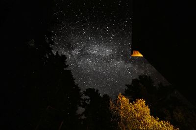 Trees against sky at night