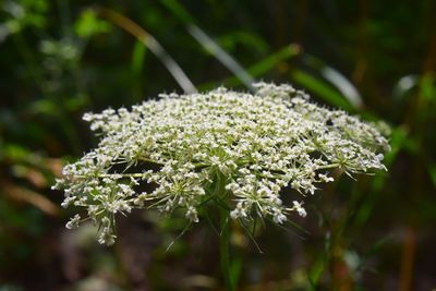 Close-up of white flowering plant