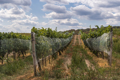 Panoramic view of agricultural field against sky