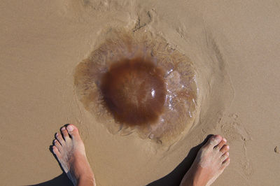 Low section of man on beach