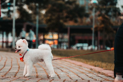 Dog standing on footpath