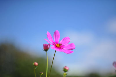 Close-up of pink cosmos flower