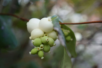 Close-up of berries growing on plant