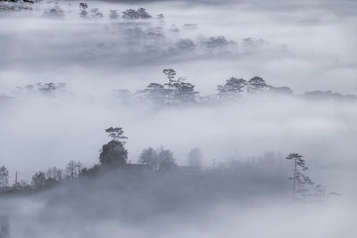 Trees against sky during foggy weather