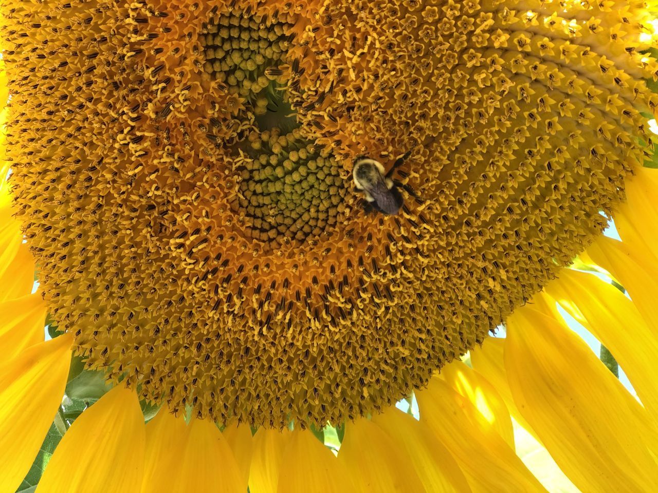 HIGH ANGLE VIEW OF SUNFLOWER ON YELLOW FLOWER