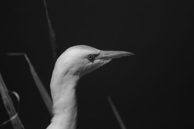 Black and white of cattle egret