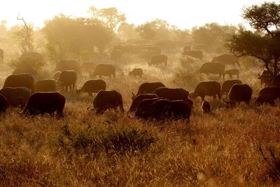 Herd of african buffaloes 