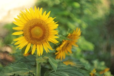 Close-up of sunflower on field