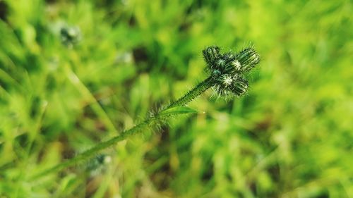 Close-up of flower plant