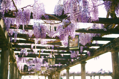 Purple flowering plants on cherry tree