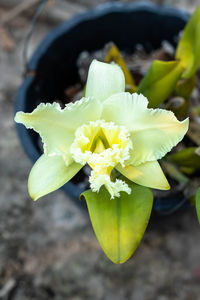 Close-up of yellow flowering plant