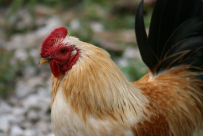 Close-up of rooster