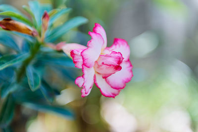 Close-up of pink flower blooming outdoors