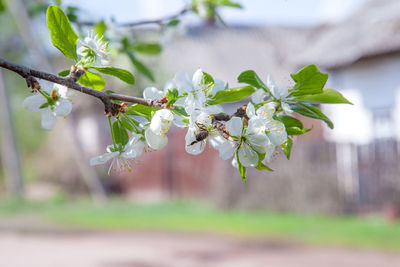 Close-up of cherry blossoms in spring