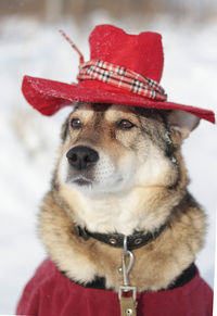 Close-up of dog wearing hat