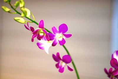 Close-up of pink flowers