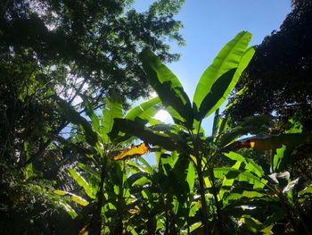 Low angle view of coconut palm tree