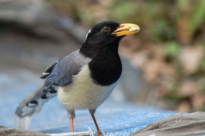 Close-up of a bird