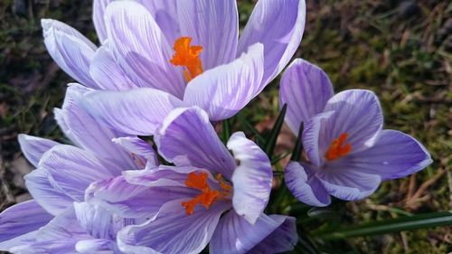 Close-up of purple flower