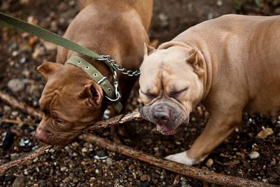 American bully pet dogs on location in nature