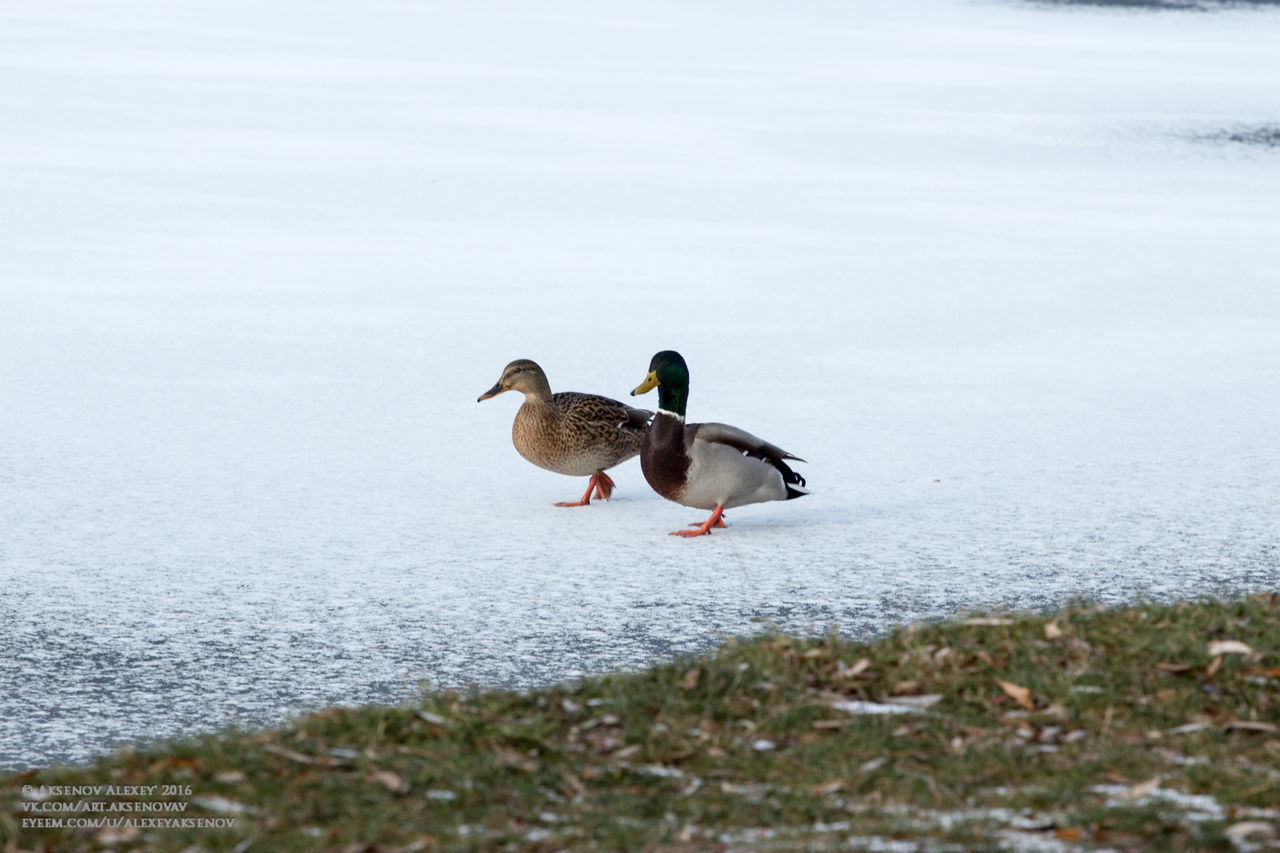 DUCK SWIMMING ON LAKE