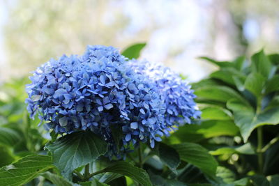 Close-up of purple flowering plant