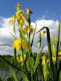 Close-up of yellow flowering plant on field