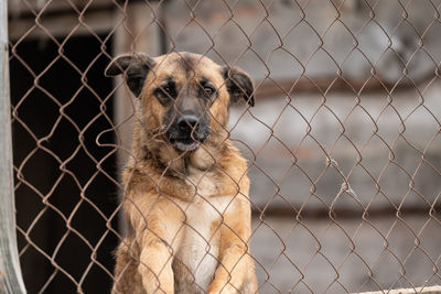 Portrait of dog by chainlink fence