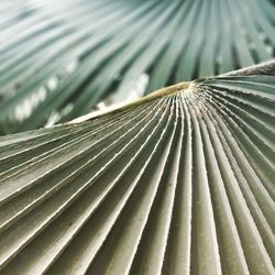 Full frame shot of palm leaf