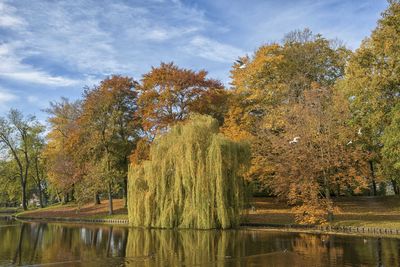 Trees by lake in forest during autumn