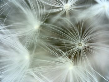 Full frame shot of dandelion