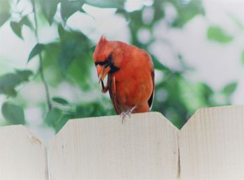 Close-up of bird perching on red outdoors