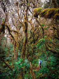 Rear view of man walking in forest